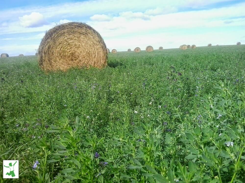 alfalfa plants and hay bale