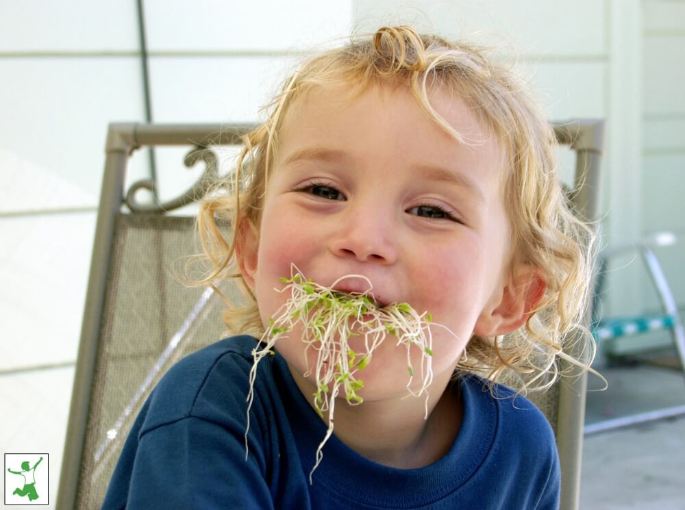 child eating alfalfa
