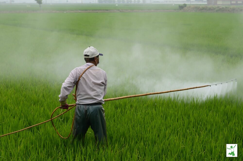 man spraying roundup on grass