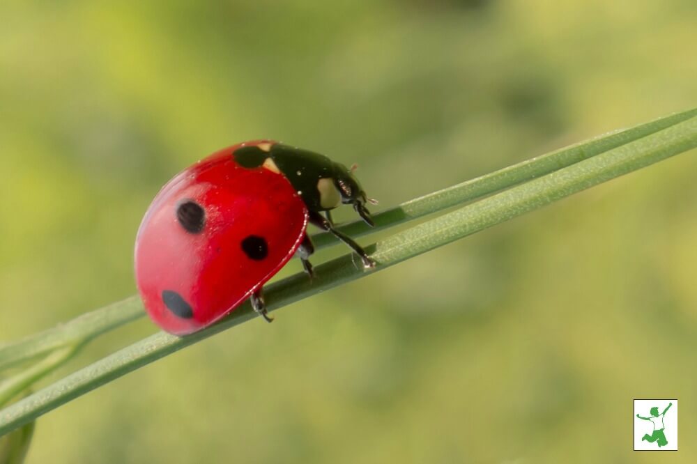 Pest Control