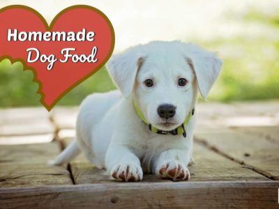 Homemade Dog Food (healthy, budget-friendly) 1