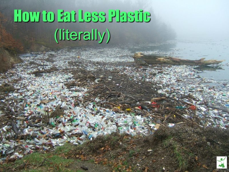 eating microplastic