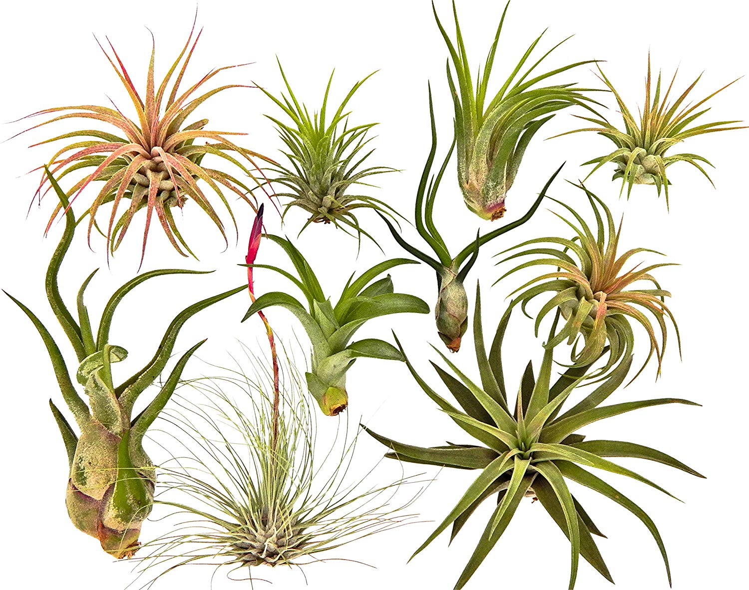 air plants