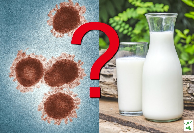 coronavirus and raw milk safety