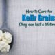 caring for kefir grains