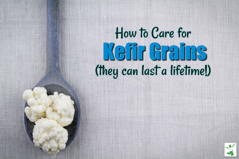 caring for kefir grains