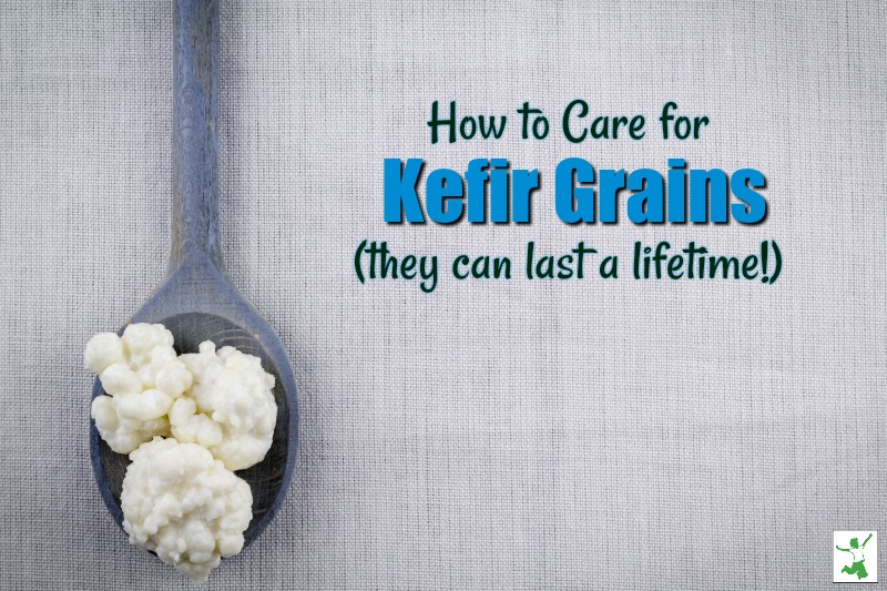 Where do Kefir grains come from?