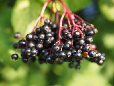 elderberry for coronavirus