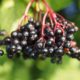 elderberry for coronavirus