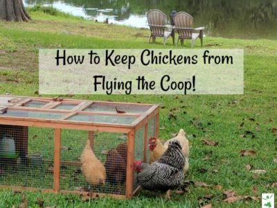 how to clip a chickens wings