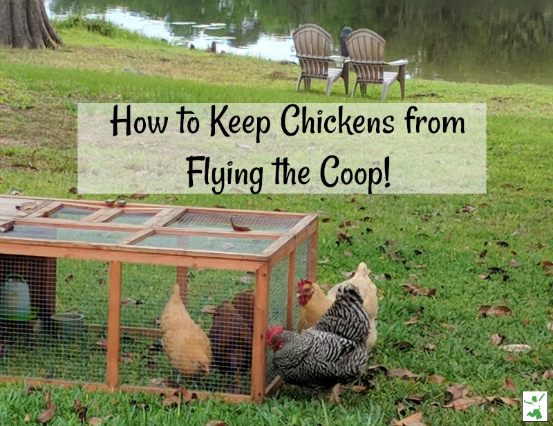 how to clip a chickens wings