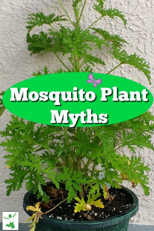 mosquito plant myth