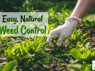 natural home weed control