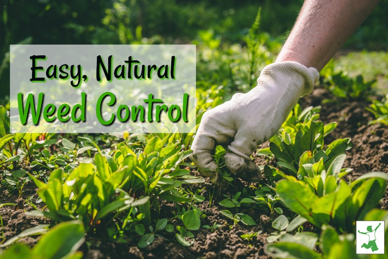 Organic weed control methods for a beautiful garden