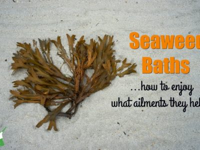 brown seaweed on a beach sand