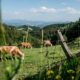 cows grazing on a grassy hillside