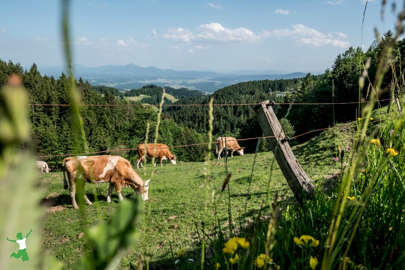 cows grazing on a grassy hillside