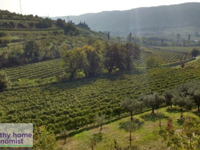 ancient Italian olive grove