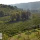 ancient Italian olive grove