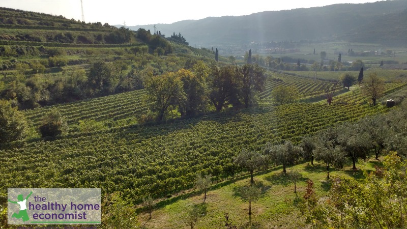 ancient Italian olive grove