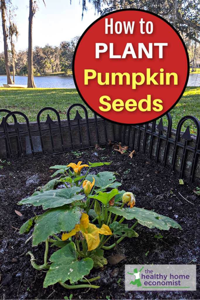 backyard pumpkin patch in soil from planting fresh seeds