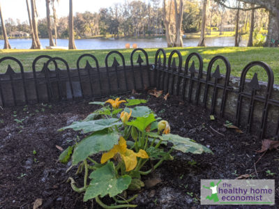 planted pumpkin seed sprout in a raised garden bed