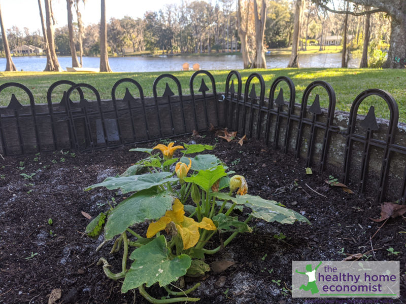 planted pumpkin seed sprout in a raised garden bed