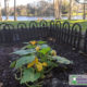 planted pumpkin seed sprout in a raised garden bed