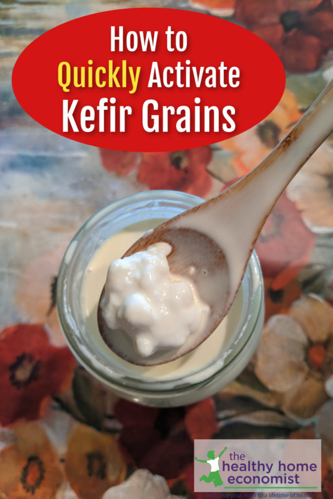 revived kefir grains in fresh milk on a wooden spoon