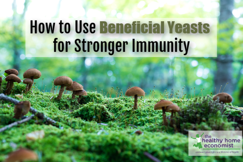 beneficial fungi growing in a forest