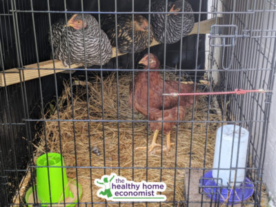 DIY chicken coop with 4 roosting hens