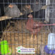 DIY chicken coop with 4 roosting hens