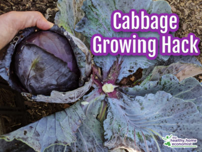 purple cabbage head cut from the plant stem