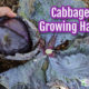 purple cabbage head cut from the plant stem