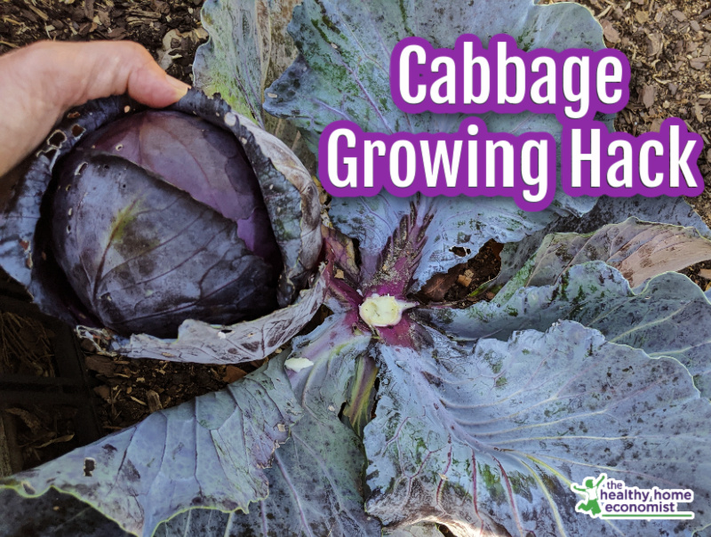 purple cabbage head cut from plant stem