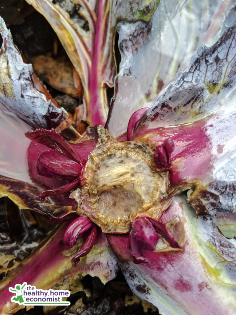 cabbage plant growing new heads around cut stem