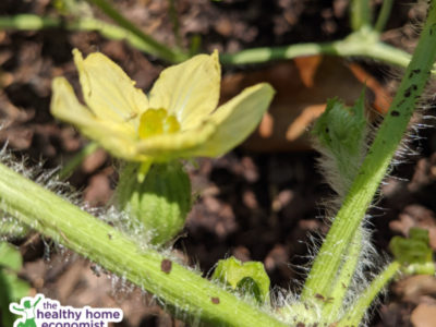 pollinated female watermelon flower