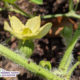 pollinated female watermelon flower