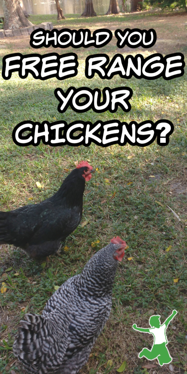 Benefits of FreeRange Chickens at Home Healthy Home Economist