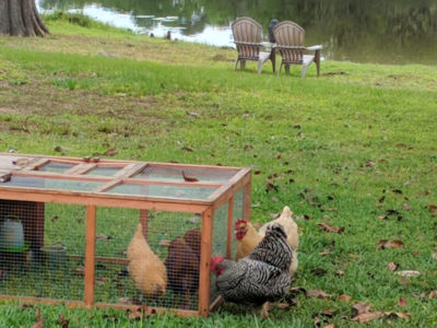 hens in a coop and chickens free ranging