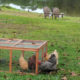 hens in a coop and chickens free ranging