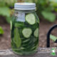 fermented pickles in a glass jar with lid