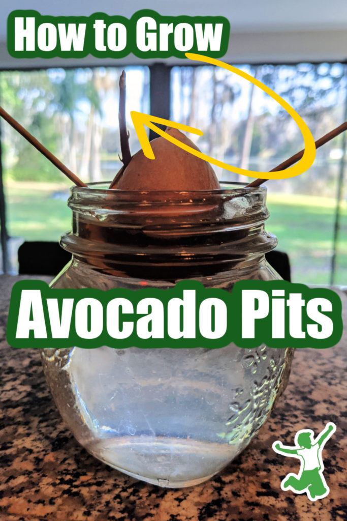 how to grow avocado pits