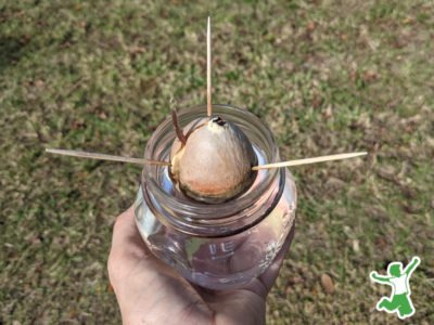 sprouted avocado pit in glass jar suspended with toothpicks in water