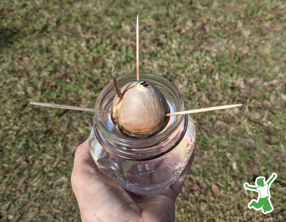 sprouted avocado pit in glass jar suspended with toothpicks in water