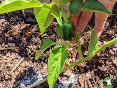 woman applying epsom salts fertilizer to garden plants