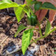 woman applying epsom salts fertilizer to garden plants