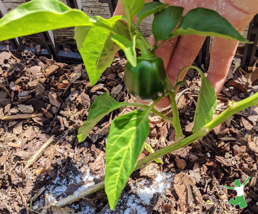 woman applying epsom salts fertilizer to garden plants