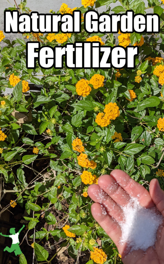 woman applying natural fertilizer to yellow flowers