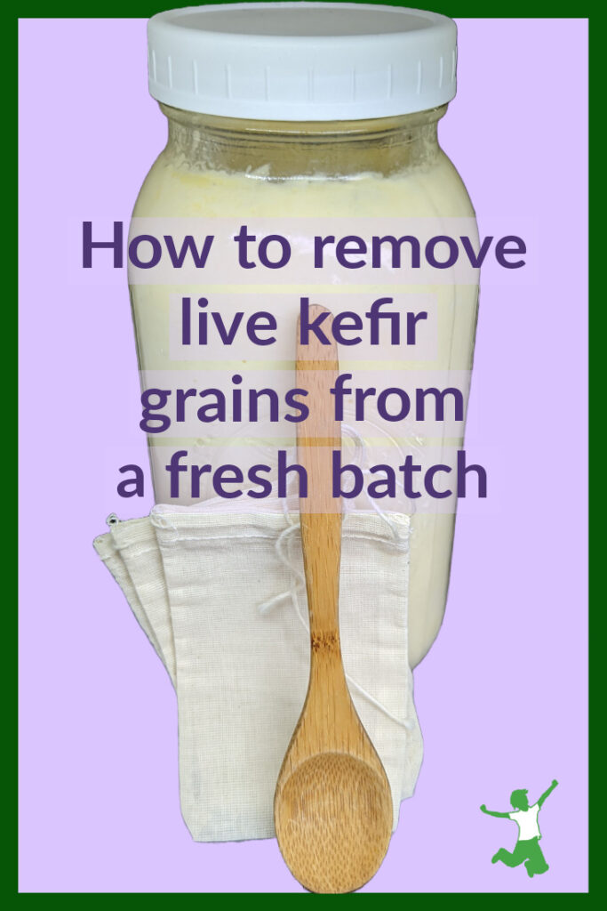 live grains in muslin bags removed from fresh kefir batch with wooden spoon